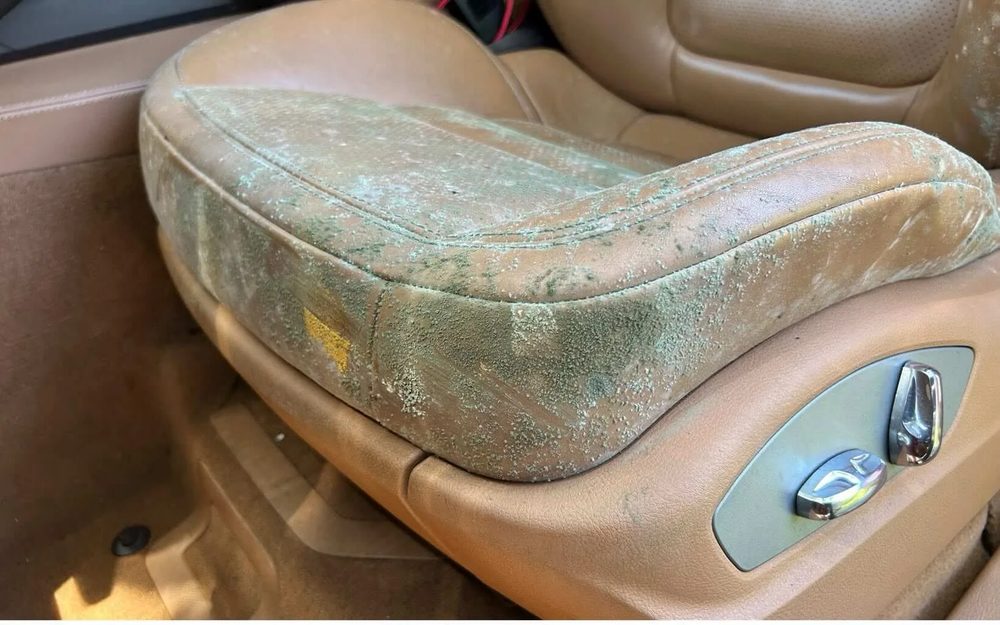 Leather car seat with green mold growth before cleaning