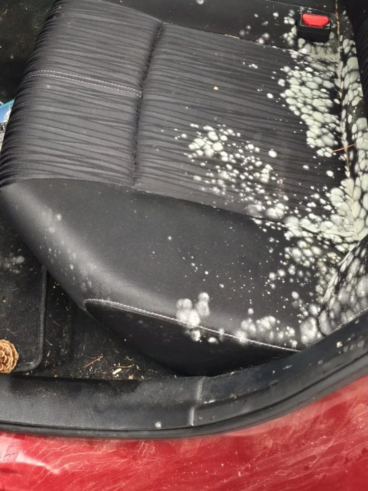 Imported SUV interior with mold from Wynwood storage before treatment